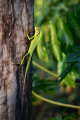 Bronchocela jubata, commonly known as the maned forest lizard. Its on tree trunk 