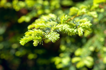 macro image of fir branch in the spring 