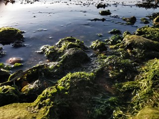 green moss on the rocks