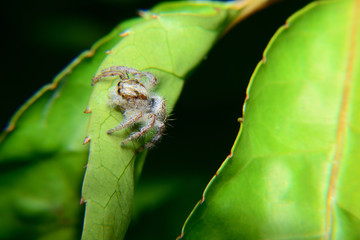 Nature, Jump spider in green leaf