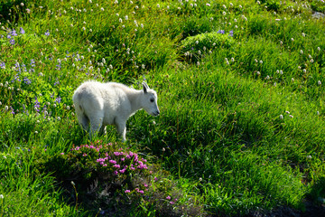 Mountain Got Kid Grazes on Alpine Meadow