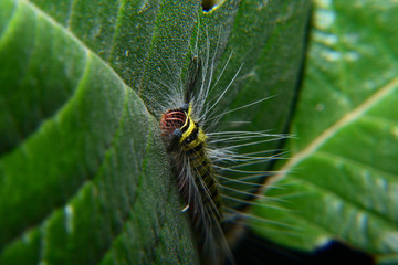 caterpillar fur with black and green stripes and white fur