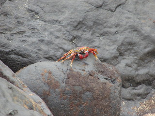 Crabs
