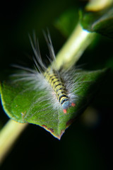 caterpillar fur with black and green stripes and white fur