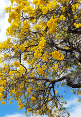yellow flowers on a tree