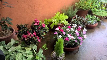 flowers in pot