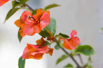 Fototapeta premium flor naranja