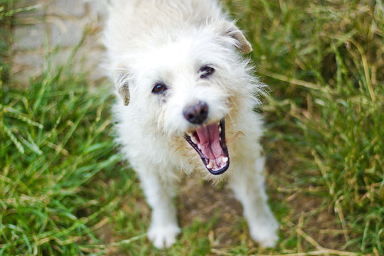 perro feliz