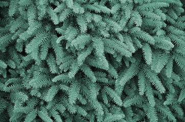 green background of a coniferous tree