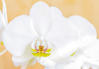 White phalaenopsis orchid flower phalaenopsis amabilis, commonly known as butterfly orchids. A closeup.