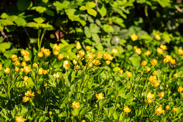 beautiful yellow flowers blooming on the road side of the park under the sun
