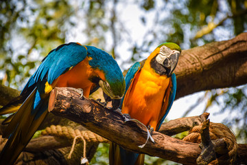 blue and yellow macaw