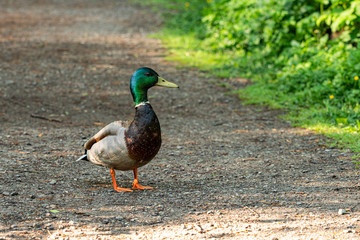close up of a green head male duck standing in the middle of the path inside park with green grasses on the side