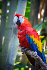red and yellow macaw