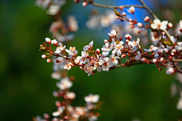 In full bloom in the peach blossom
