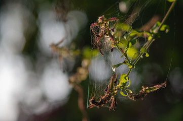 a spider web on a plant