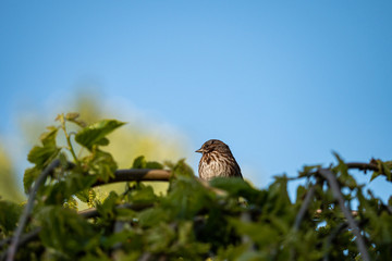 one little female swallow bird resting on top of the green bushes under blue sky under the shade