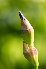 close up of an iris flower bud with purple tip under the sun in the garden with creamy green background