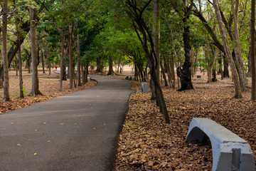 Calle peatonal con arboles