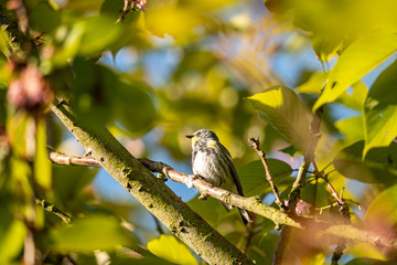 tiny song bird with yellow spots on the feather singing under the sun on tree branches