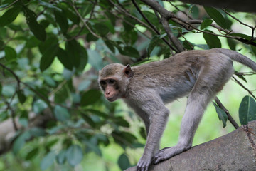 The monkey stop on big branch tree in nature at thailand