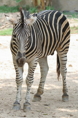 Fototapeta na wymiar The burchell zebra is stand up in farm at thailand