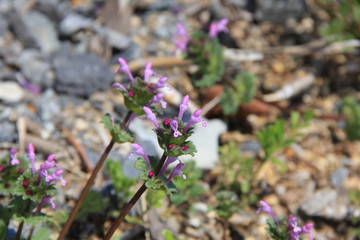 ホトケノザの花部分