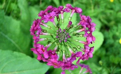 Pink Blooming Flower