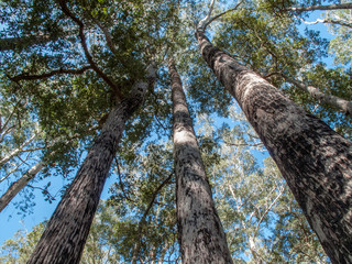 Fototapeta premium Tall Eucalypt Trees growing in forest