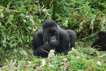 Silver Back Gorilla in Rwanda