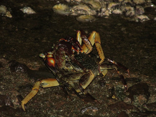 Rare species of crab