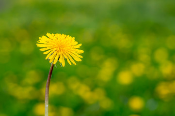 a yellow dandelion stands on a green blurred background