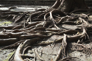 root tree