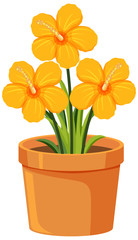 Yellow flowers in clay pot on white background