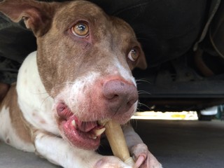 Brown and white dogs bite the bones. The fierce sharp fang with ferocity holding things in the...