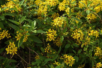 yellow flowers in the garden or park. Pattern, background.