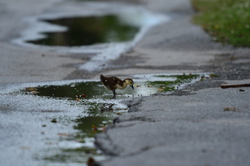 baby duck