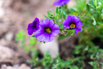 Purple flowers damaged by hail on spring