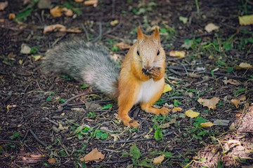 Squirrel climbs to top a tree