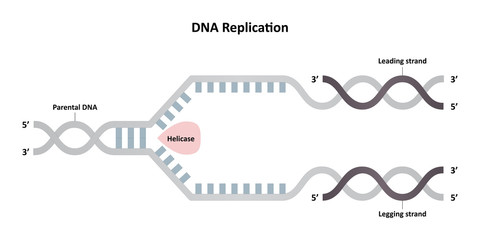 DNA replication diagram, leading and lagging strands, molecular biology Vector. ESP10
