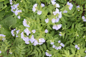 white flowers in the garden