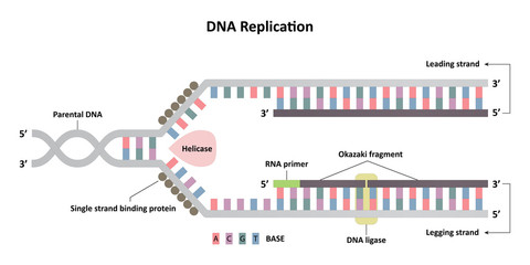 DNA replication diagram, leading and lagging strands, molecular biology for science study and research