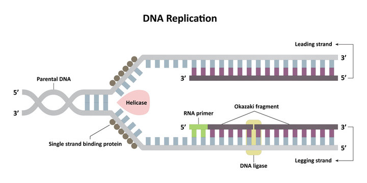 DNA replication diagram, leading and lagging strands, molecular biology for research. vector ESP10.