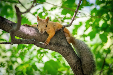 Naklejka na ściany i meble Squirrel climbs to top a tree