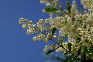 青空を背景にネズミモチの白い花が咲く