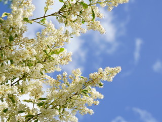 青空を背景にネズミモチの白い花が咲く