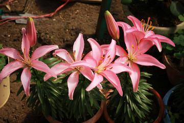 pink lilies bloom beautifully