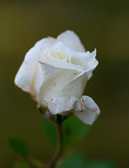 single white rose close up