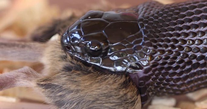 Mesmerizing Close-up View at Excellent Deep, Dark and Chocolate Colored Mexican Black Kingsnake Digesting Nearly its Whole Prey, Rodent Diet