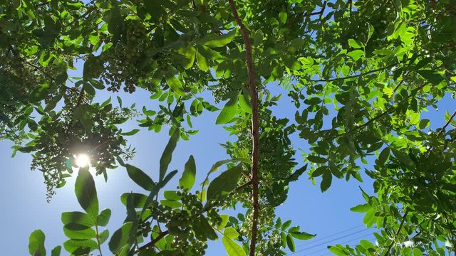 Sun shinning through a peppercorn tree